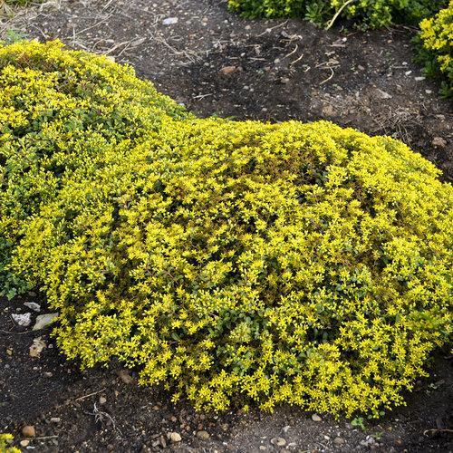 Rock 'N Low™ Yellow Brick Road Stonecrop - Shipped