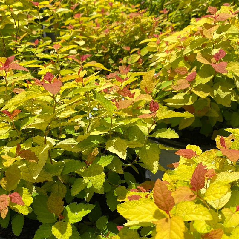 Double Play® Candy Corn® Spirea - Shipped