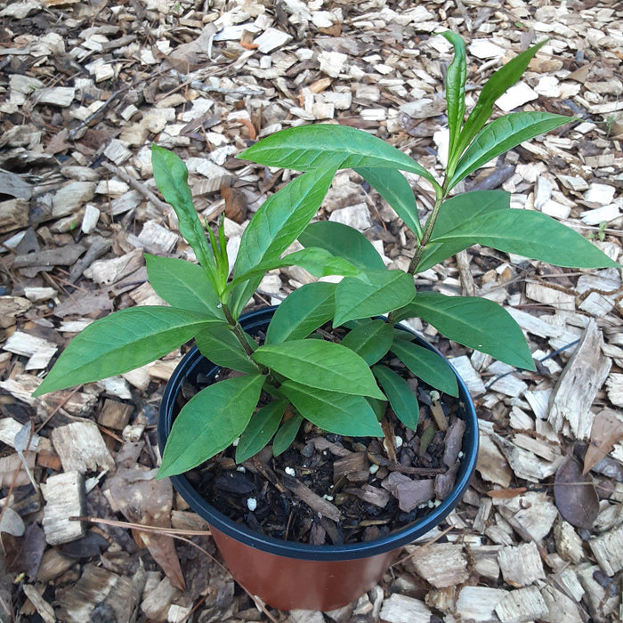 Phlox paniculata ‘Jeana’  - Jeana Garden Phlox - Shipped