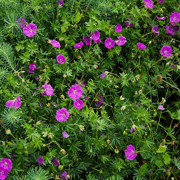 New Hampshire Purple Geranium - Shipped