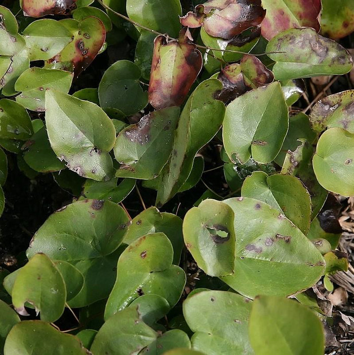 Epimedium versicolor 'Sulphureum'  - Sulphureum Bishop's Hat - Shipped
