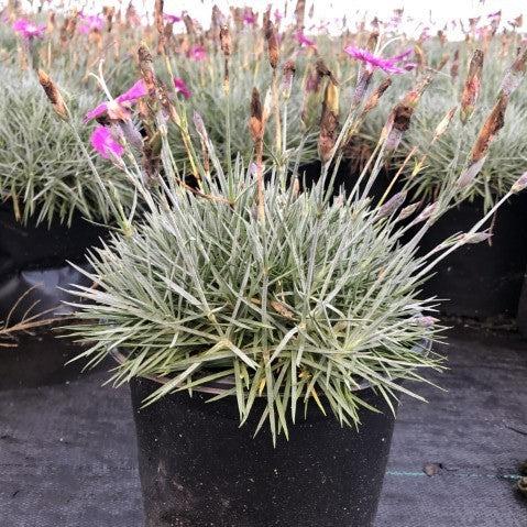 Firewitch Dianthus, Cheddar Pink - Shipped