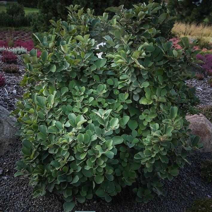 Fothergilla - Shipped