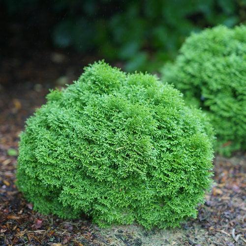 Tater Tot® Arborvitae - Shipped