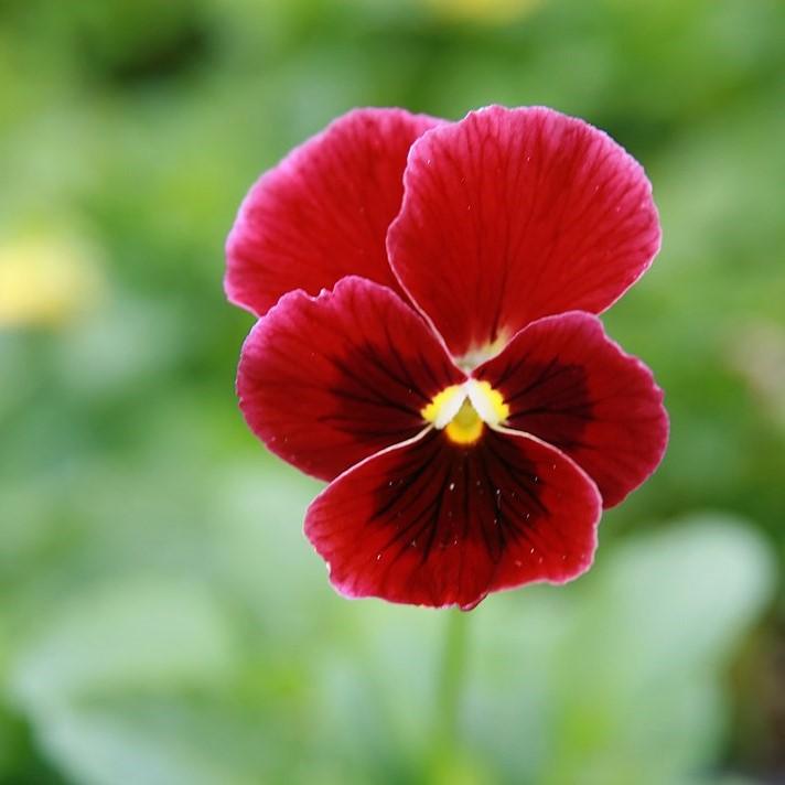 Penny™ Red Blotch Viola - Shipped