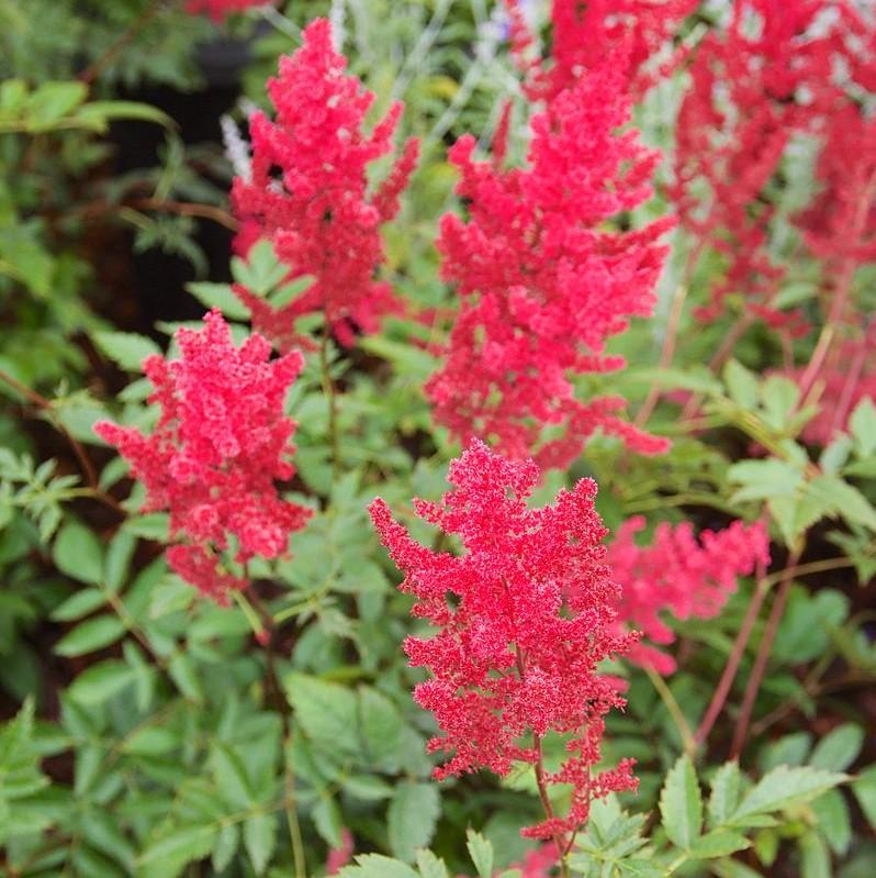 Fanal Astilbe - Shipped
