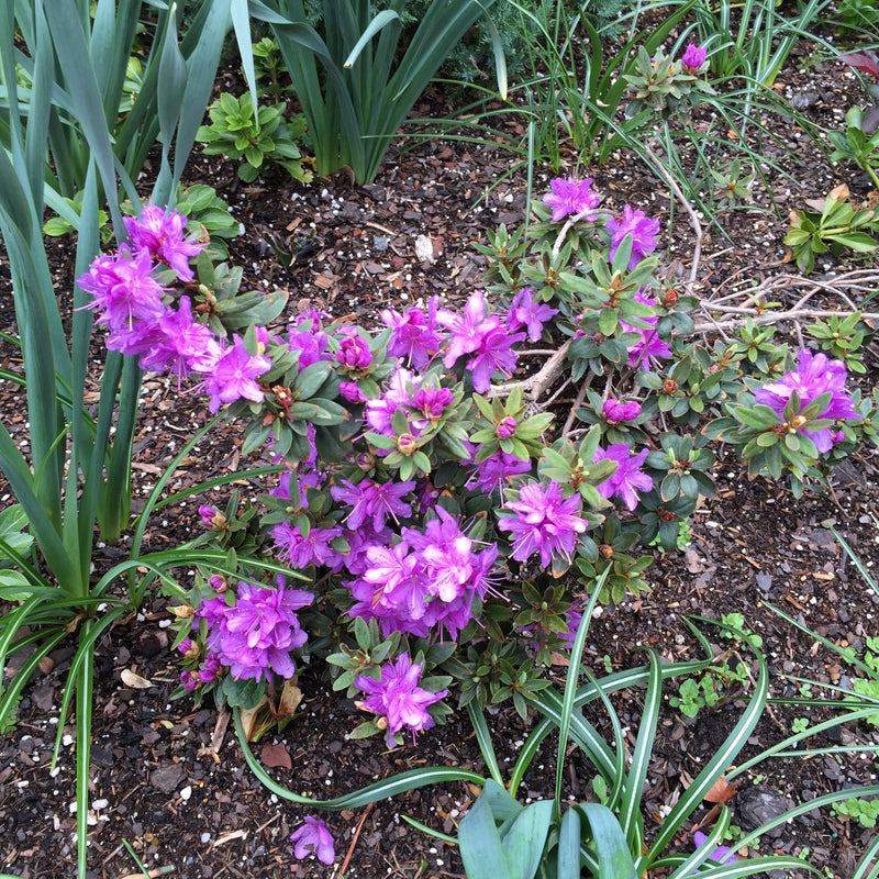 Purple Gem Rhododendron - Shipped