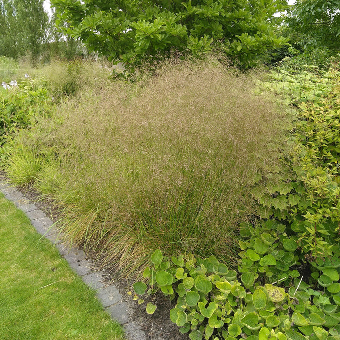 Deschampsia cespitosa 'Goldtau'  - Golden Dew Tufted Hair Grass - Shipped