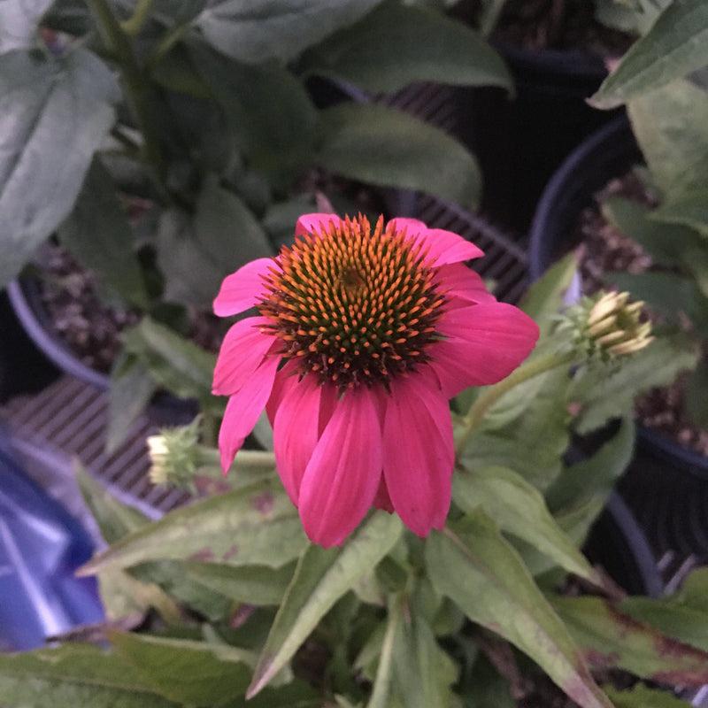 PowWow® Wild Berry Echinacea, Coneflower - Shipped
