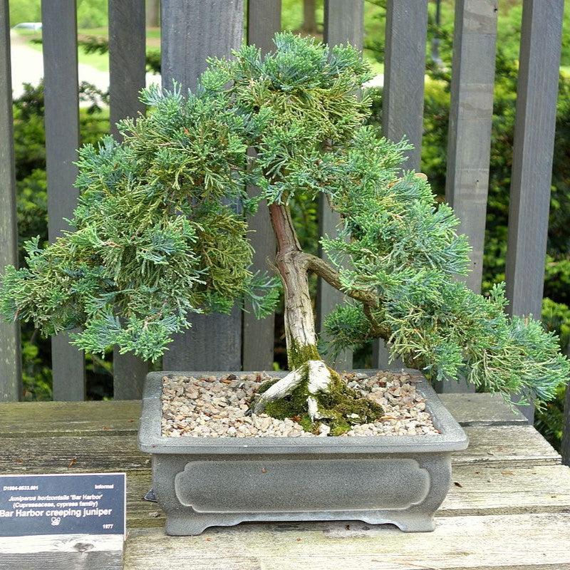 Bar Harbor Juniper - Shipped
