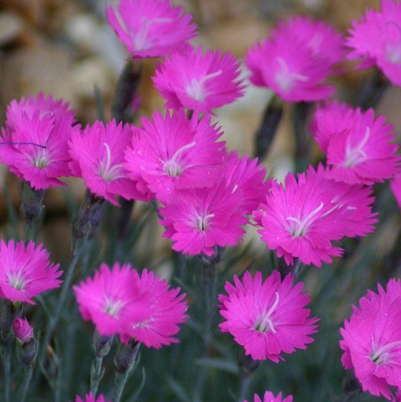 Firewitch Dianthus, Cheddar Pink - Shipped