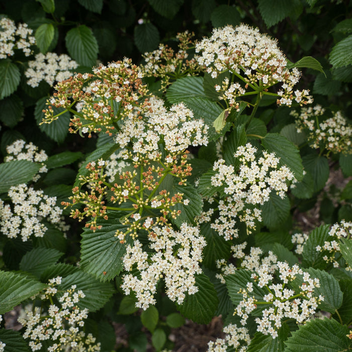 Viburnum dentatum 'Ralph Senior'  - Autumn Jazz® Viburnum - Shipped
