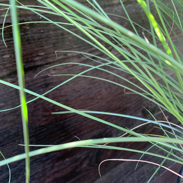 Miscanthus sinensis 'Gracillimus'  - Maiden Grass - Shipped