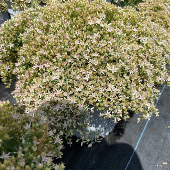 Sedum ‘Pure Joy’  - Rock 'N Round™ Pure Joy Stonecrop - Shipped