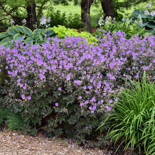 Boom Chocolatta Cranesbill - Shipped