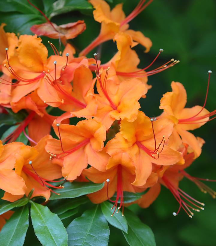 AZALEA (CALENDULACEUM) DECIDUOUS FLAME AZALEA - In Store Pickup