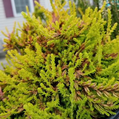 HEATHER (CALLUNA VULGARIS) CARNIVAL SCOTCH HEATHER ('MULTICOLOR') In Store Pickup