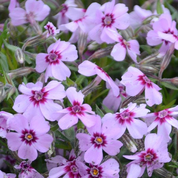 Phlox subulata 'Eye Candy'  - Eye Candy Creeping Phlox - Shipped