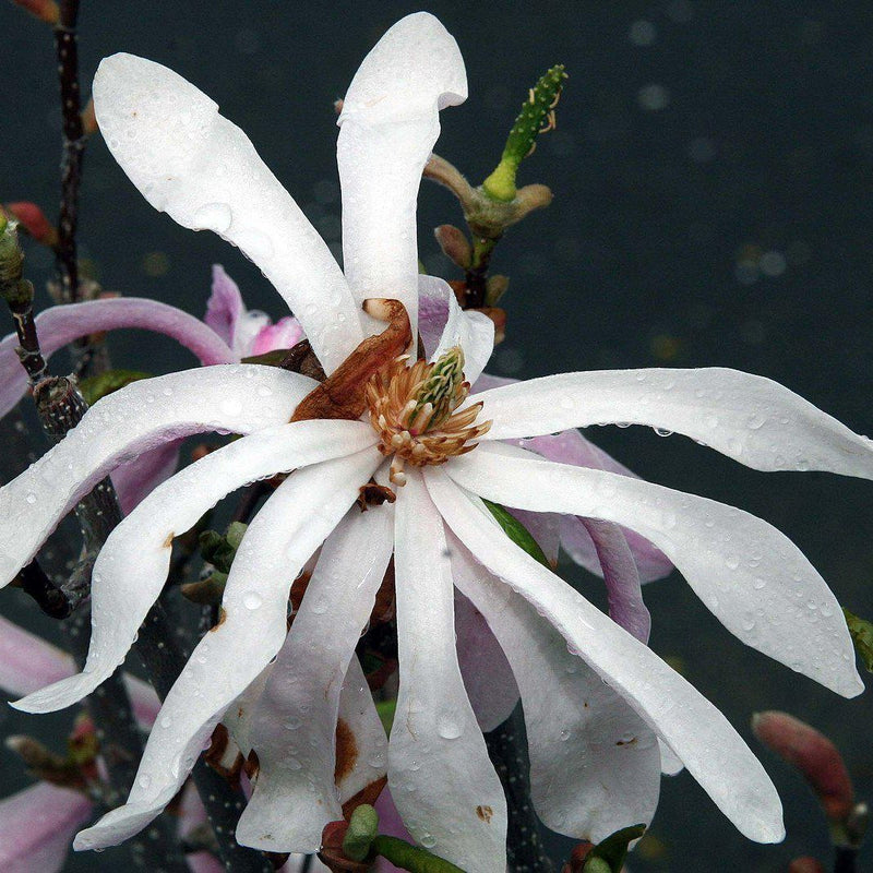 Leonard Messel Magnolia - Shipped