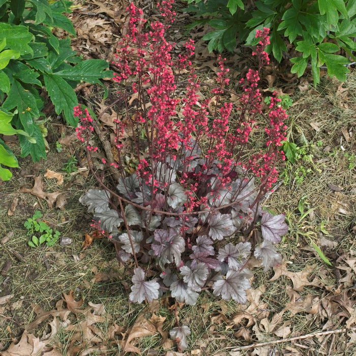 Heuchera 'Silver Gumdrop' PP29207  - Dolce® Silver Gumdrop Heuchera - Shipped