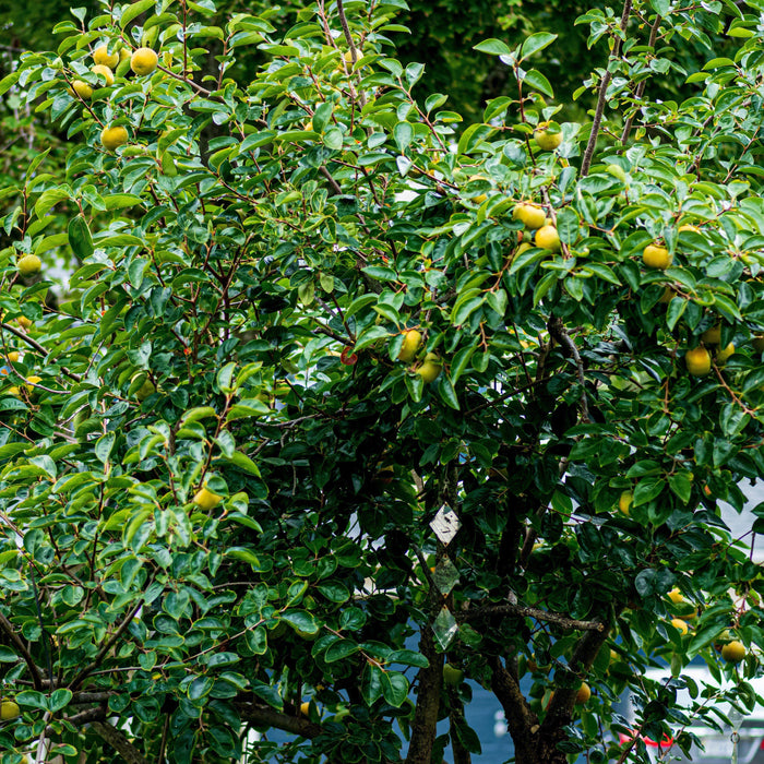Diospyros virginiana  - Persimmon - Shipped