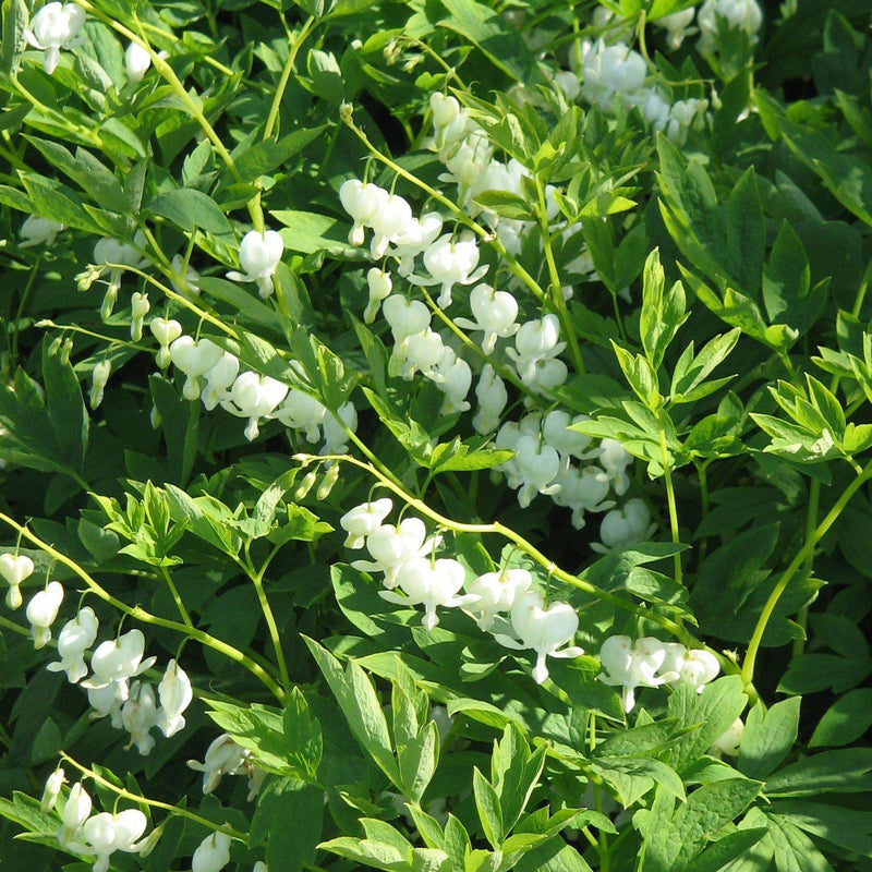 White Bleeding Heart - Shipped