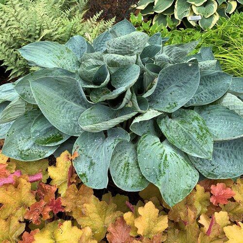 Hosta 'Above The Clouds' PP34,341  - PW® Shadowland® Above The Clouds Hosta - Shipped
