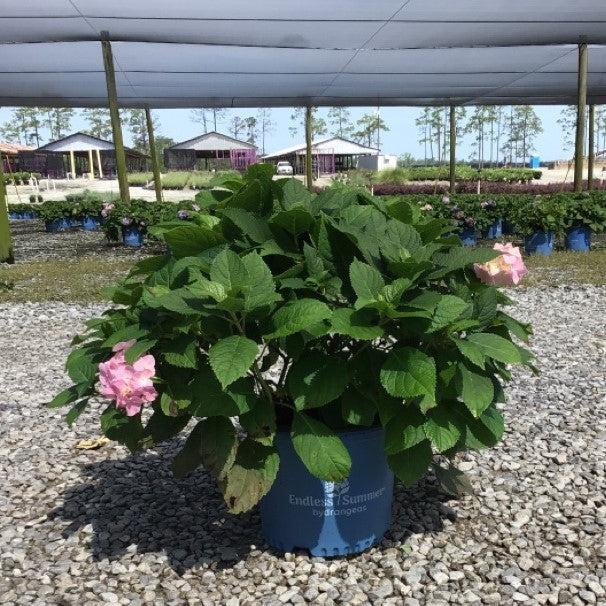 Endless Summer® Blushing Bride® Hydrangea - Shipped
