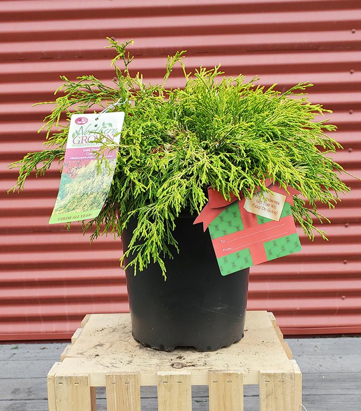 Chamaecyparis p. f. 'Aurea' - Shipped