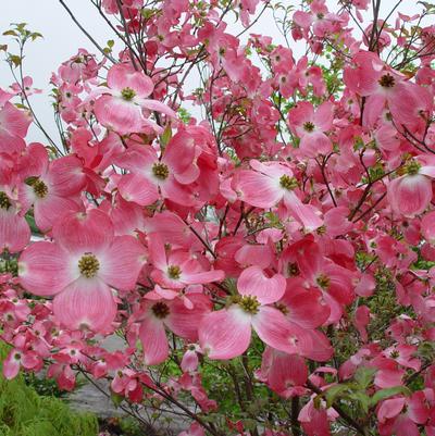 DOGWOOD - FLOWERING DOGWOOD (CORNUS FLORIDA) 'CHEROKEE BRAVE' - In Store Pickup