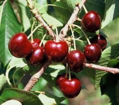 CHERRY (PRUNUS AVIUM) `BLACK YORK` SWEET CHERRY - In Store Pickup