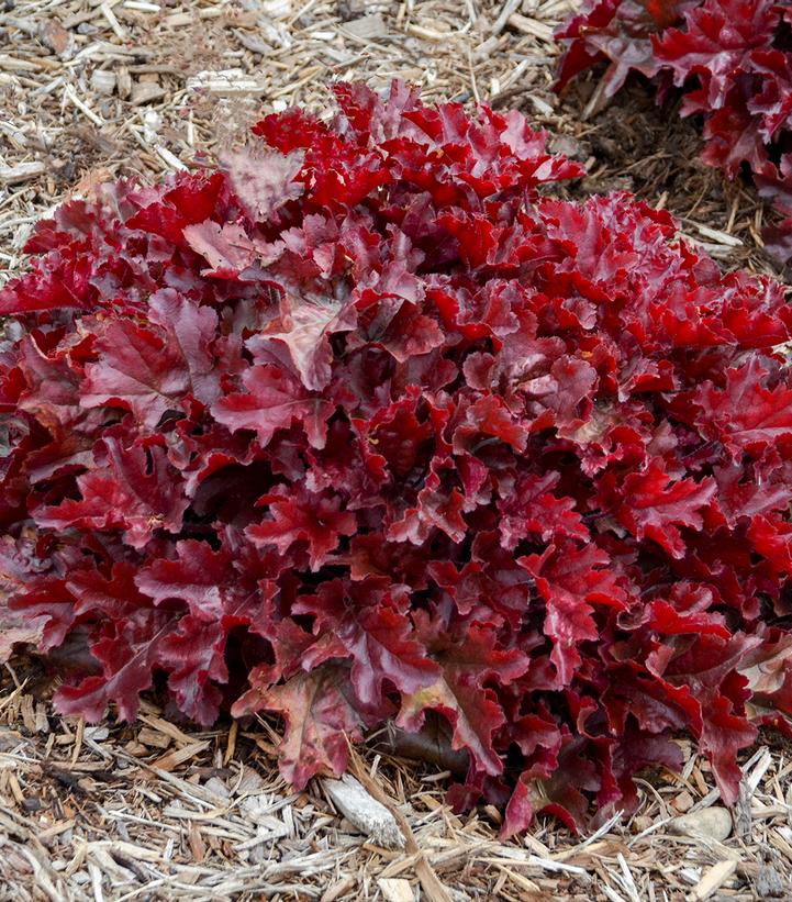 CORAL BELLS (HEUCHERA hybrid DOLCE®) `CHERRY TRUFFLES` - In Store Pickup