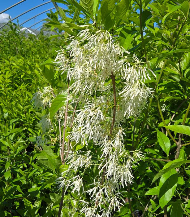 FRINGETREE (CHIONANTHUS VIRGINICUS) White Fringetree - In Store Pickup