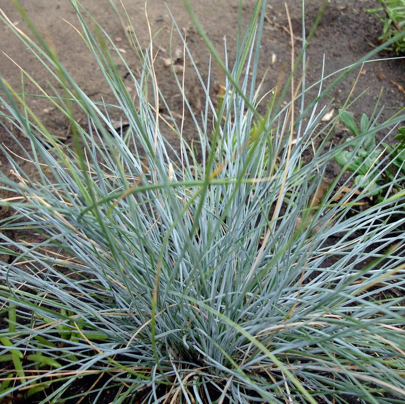Blue Fescue - Shipped