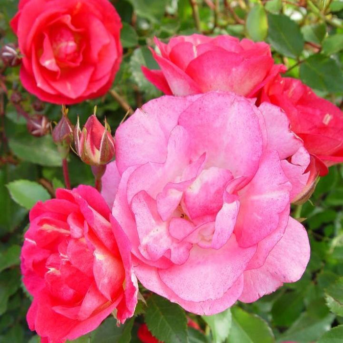 Rosa 'BAIset'  - Easy Elegance® Sunrise Sunset Rose - Shipped