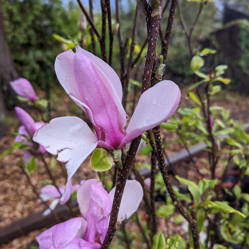 Saucer 'Jane' Magnolia - Shipped