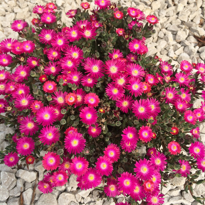 Delosperma cooperi 'DSAM13-1'  - Jewel of Desert® Amethyst Ice Plant - Shipped