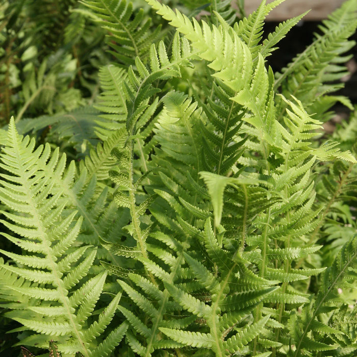 Thelypteris decursive-pinnata  - Japanese Beech Fern - Shipped