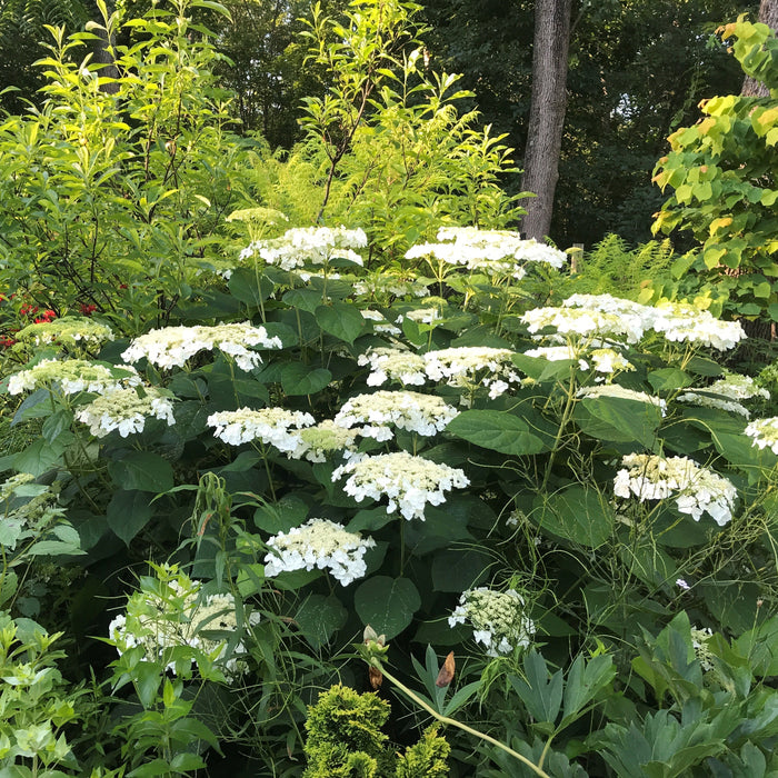 Hydrangea arborescens 'Haas' Halo'  - Haas' Halo Hydrangea - Shipped