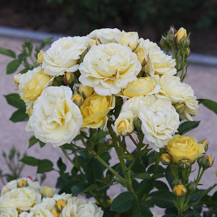 Rosa 'Novarospop' PP#24,773  - Popcorn Drift® Rose - Shipped