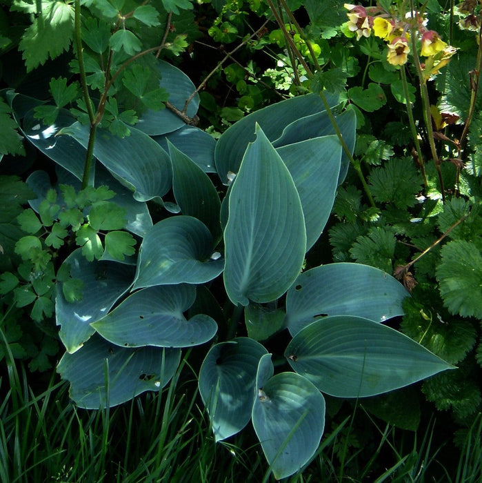 Hosta 'Halcyon'  - Halcyon Hosta - Shipped