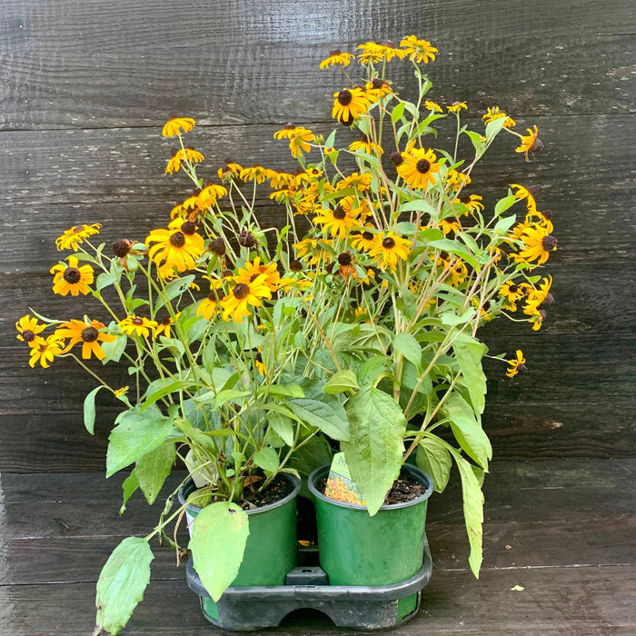 black eyed susan potted plants Black Eyed Susan