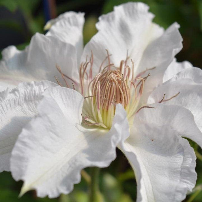 Hyde Hall™ Clematis - Shipped