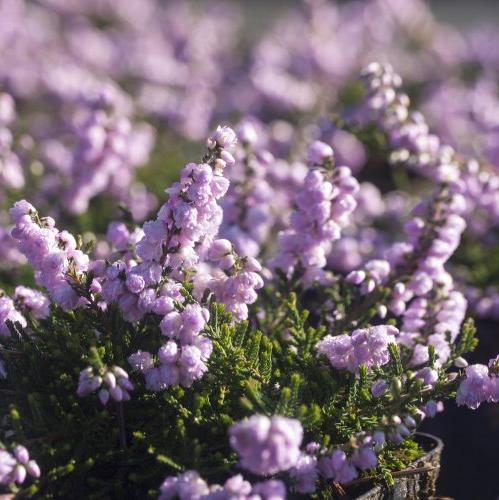 Calluna vulgaris 'County Wicklow'