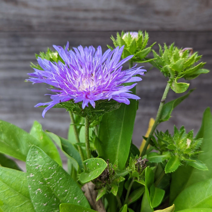 Stokesia laevis 'Peachie's Pick'  - Peachie's Pick Stoke's Aster - Shipped