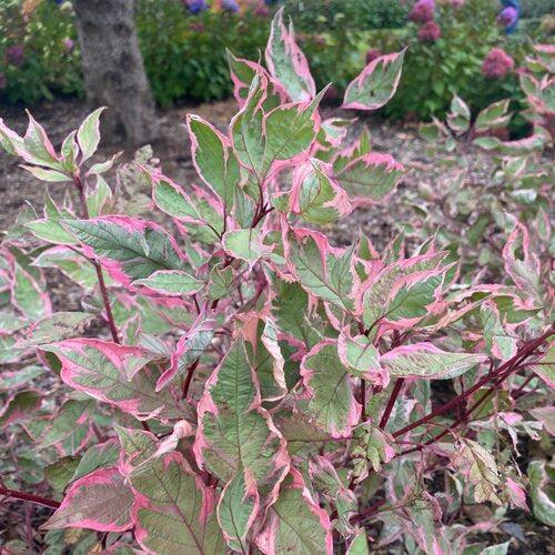 Cornus alba 'Verpaalen2' PP34,377  - Sgt. Pepper™ Dogwood - Shipped