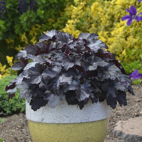 Primo® Black Pearl Coral Bells - Shipped