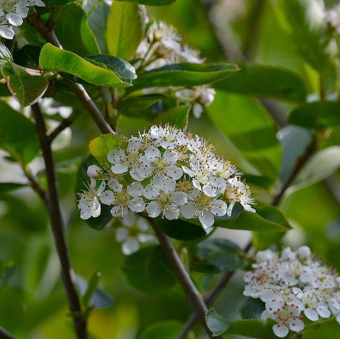 Aronia melanocarpa  - Black Chokeberry - Shipped