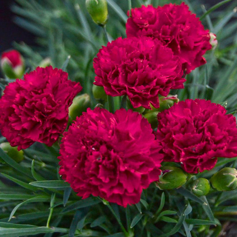 DIANTHUS HYBRID F.P. `CRANBERRY COCKTAIL` - In Store Pickup