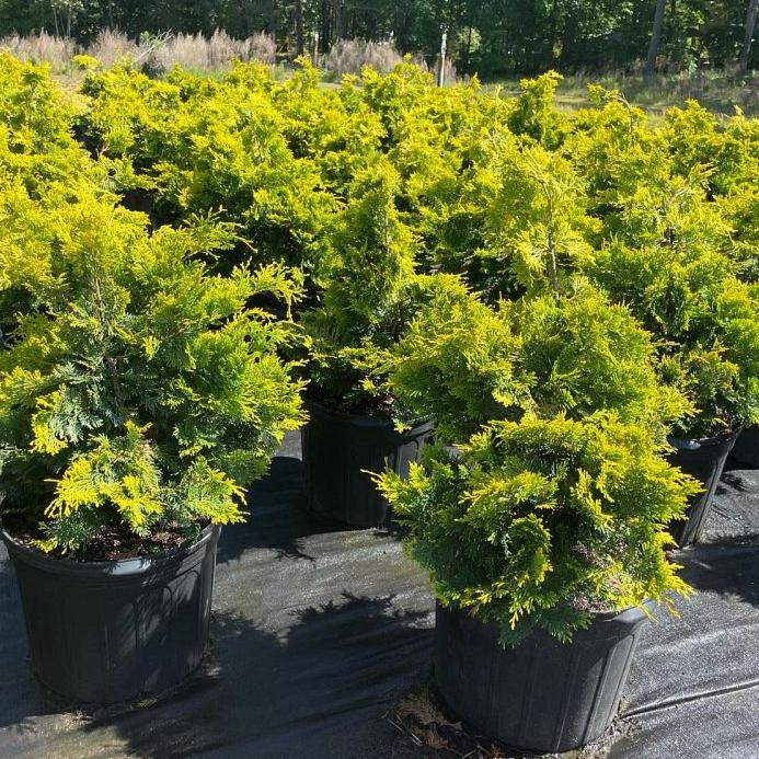 Chamaecyparis obt. 'Crippsii' - Shipped